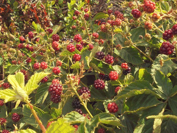 Grove's Secret: Exotic Berry Ensemble